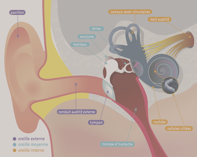 anatomie de l'oreille